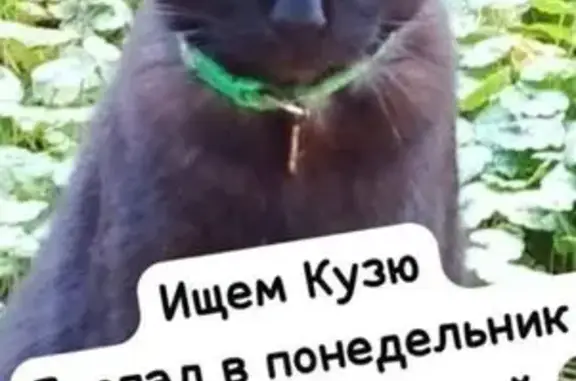 Пропала кошка, Ленинская 2/6, Королёв