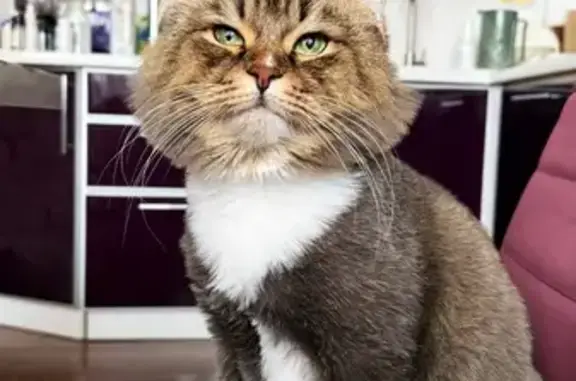 Пропала кошка Мята, Пушкинская 291а