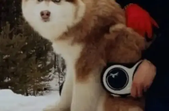 Собаки потеряшки, городской округ Сургут, фото: Потеряшка хаски на Клюквенной, Сургут