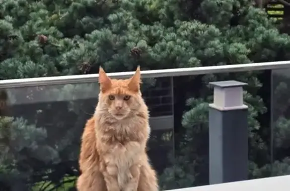 Кошки потеряшки, Владивосток, фото: Потеряшка кошка, Таёжная 10В, Владивосток