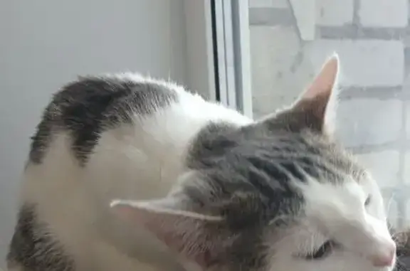 Пропала кошка, пр. Ленина 178, Онега