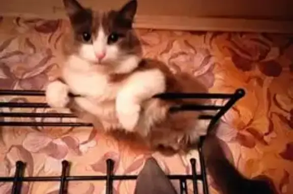 Пропала кошка, проспект Победы, 28, Чайковский