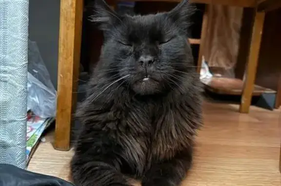 Пропала черная кошка, ул. Фрунзе, 1А/3