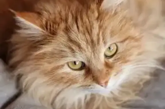 Кошки потеряшки, Следневское, фото: Потеряшка кошка, 180, Следневское СП