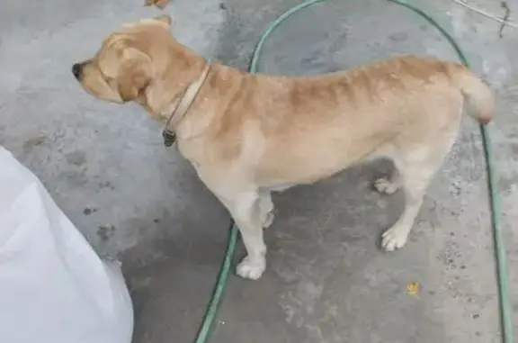 Собака найдена: Тульская ул, 70, Ростов-на-Дону