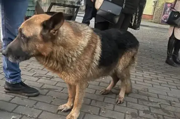 Собака найдена: пр. Губкина, Старый Оскол