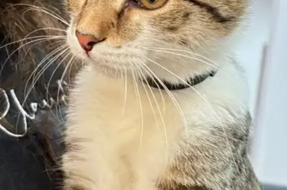 Найдена кошка, Уфа, фото: Кошка найдена: Заки Валиди, 64/1, Уфа