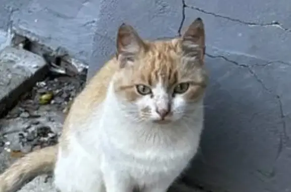 Пропала кошка на Советской 37, Петрозаводск