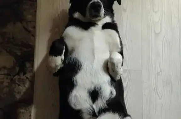 Собаки потеряшки, Москва, фото: Потеряшка собака: ул. Домодедовская, 22Г