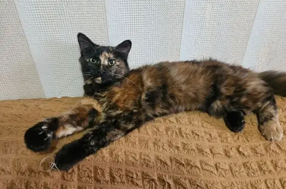 Найдена кошка, Южно-Сахалинск, фото: Кошка найдена: Железнодорожная 85, Ю-Сахалинск