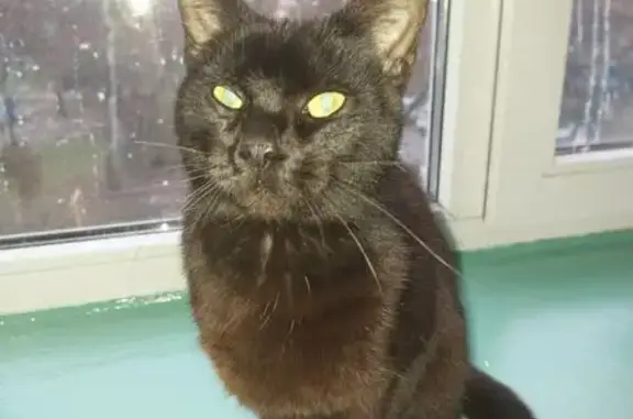 Найдена кошка, Чебоксары, фото: Найдена кошка, пр. Мира, Чебоксары