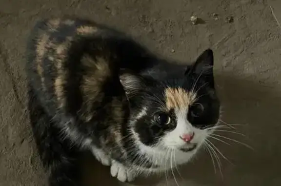 Найдена кошка, Томск, фото: Кошка найдена, ул. Пушкина 63, Томск