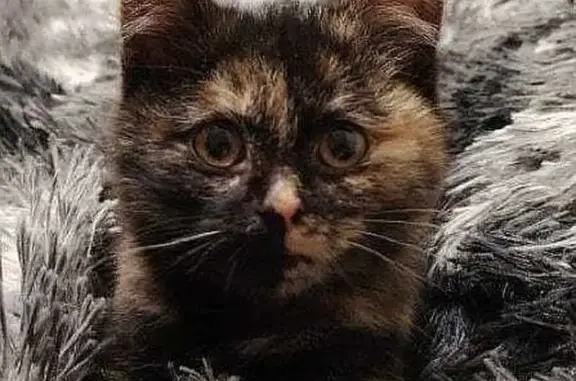 Найдена кошка, Иркутск, фото: Трехцветная кошка найдена на ул. Баумана