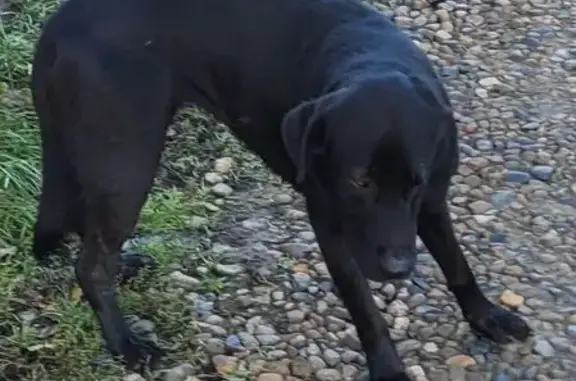 Найдена собака, Елизаветинская, фото: Собака найдена: Центральная ул., Елизаветинская