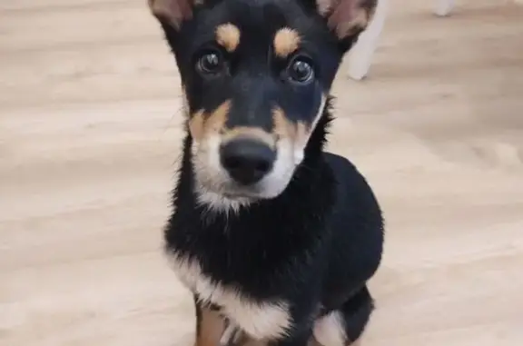 Найдена собака, Екатеринбург, фото: Найдена собака, ул. Акад. Парина, Екб