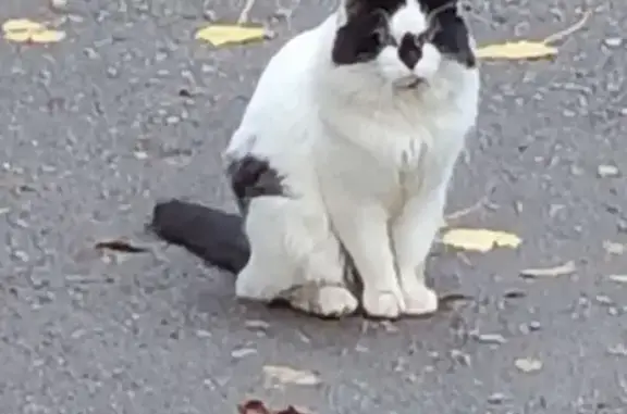 Найдена кошка, Ростов-на-Дону, фото: Кошка найдена, ул. Суворова, Ростов-на-Дону