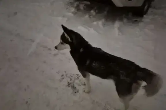 Найдена хаска на пр. Фрунзе, 125, Томск