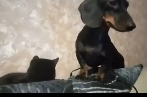 Пропала такса, Одесская ул. 5, Пенза