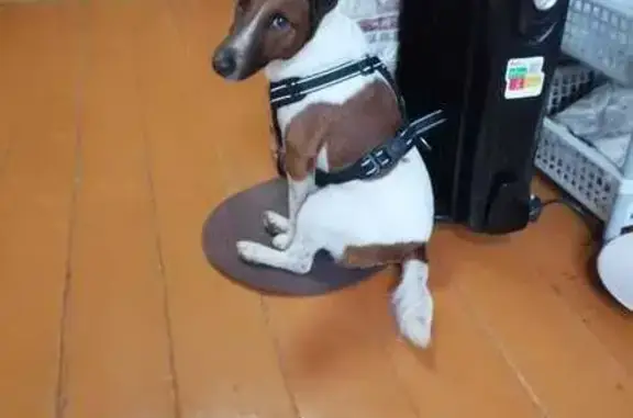 Найдена собака, Пешки, фото: Найдена собака, 46К-0090, Пешки