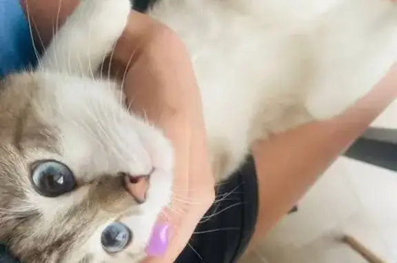 Пропала кошка, Шенкурский проезд, 10В