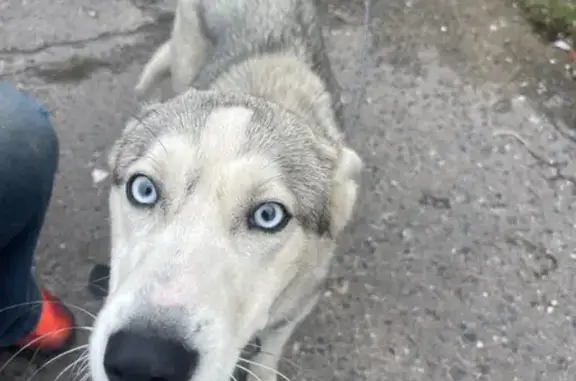 Найдена собака, Курск, фото: Собака найдена: ул. Чайковского 67, Курск