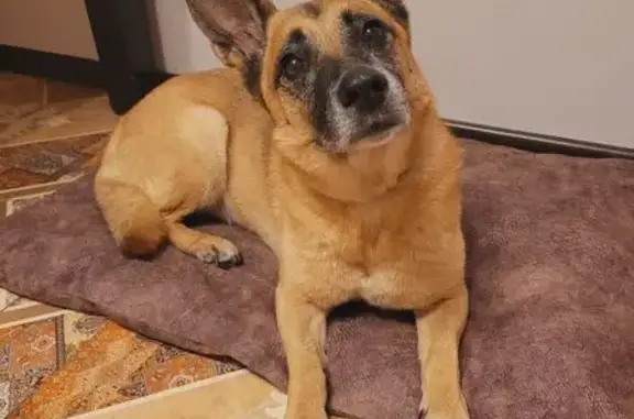 Собаки потеряшки, , фото: Потеряшка собака, МО, овчарка на лапках