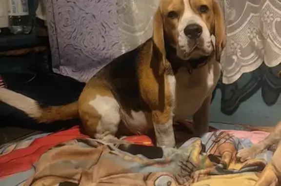 Пропала собака, Иркутск, Центр. склады, 31