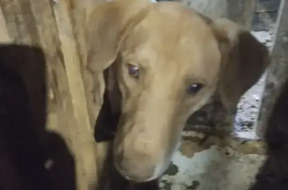 Пропала собака Рыжик, 2-я Депутатская, Крск