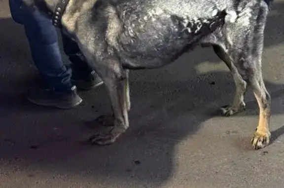 Найдена собака, Химки, фото: Собака найдена: 1-я Лесная ул, 4, Химки