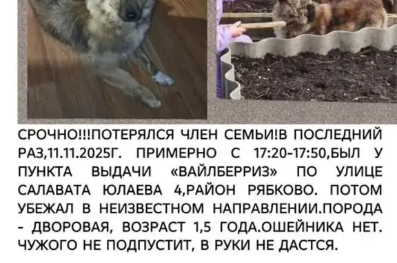 Собаки потеряшки, Курган, фото: Потеряшка собака, ул. Салавата Юлаева 4, Курган