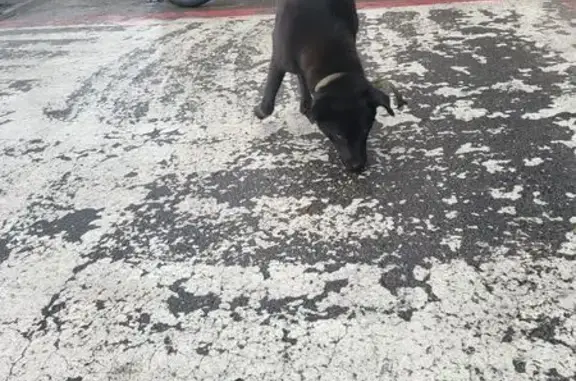 Собака найдена у МЦ Космос, Пражский пер.