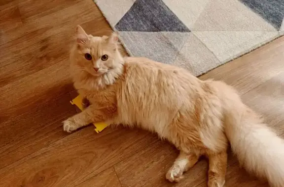 Кошки потеряшки, Урай, фото: Потеряшка кошка в Урае, мкр. Д, 49Д