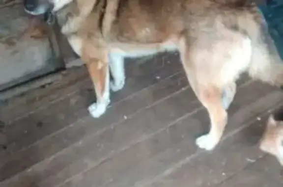 Пропала собака в Лесосибирске, Красноярск