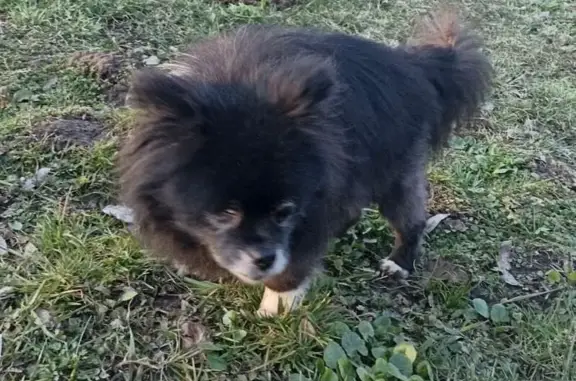 Пропал слепой пес Чуча, д. Карачево