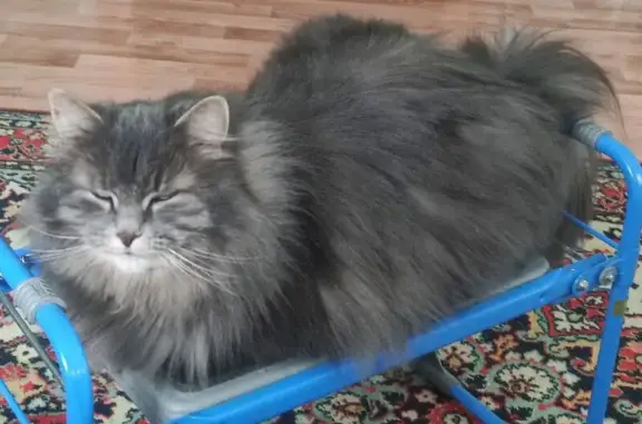 Кошки потеряшки, Приозерск, фото: Потеряшка кошка, Брусничная ул., Приозерск