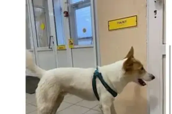 Найдена собака, , фото: Собака найдена в п. Ильиногорск, 22Н-1410