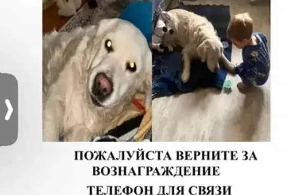 Пропала собака, Итальянская 61, помогите!