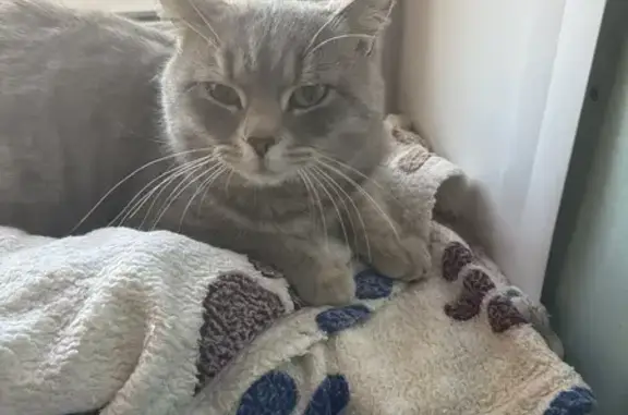 Найдена кошка, Челябинская область, фото: Найден кот в СНТ «Жилищник», Челябинск