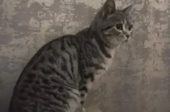 Найдена кошка, Октябрьский район, фото: Кошка найдена: Пионерская ул., 1Б, Октябрьский