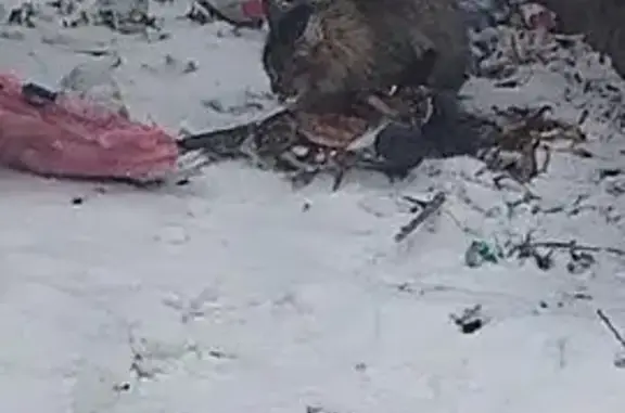 Найдена кошка, Томск, фото: Найдена кошка, Светлый пер., 36, Томск