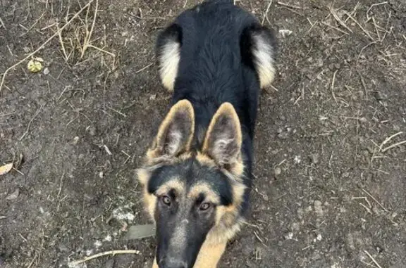 Собаки потеряшки, Ростовская область, фото: Потеряшка овчарка, Александровка, Ростовская обл.
