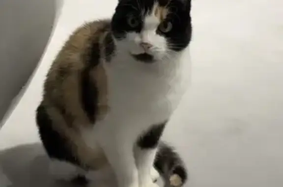 Пропала кошка, Ермолаево, Красноярск