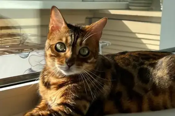 Кошки потеряшки, Казань, фото: Потеряшка кошка, ул. Фатыха Амирхана, 10