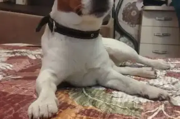 Найдена собака, Ковров, фото: Собака найдена: ул. Белинского, 11Б, Ковров