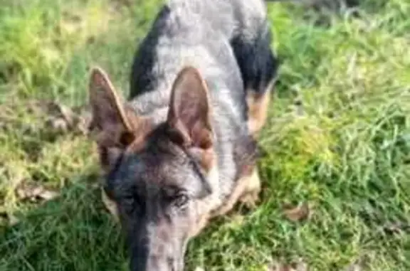 Собаки потеряшки, , фото: Потеряшка собака, ул. Шаумяна, 2А