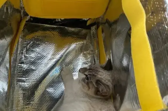 Найдена кошка, Тюмень, фото: Кошка найдена: Старый Тобольский тракт