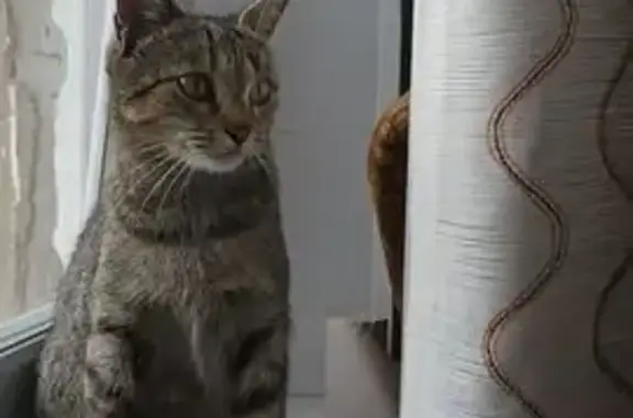 Найдена кошка, Самара, фото: Найдена кошка в 