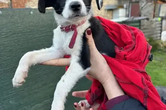 Найдена собака, Таганрог, фото: Найдена собака, ул. Фрунзе, 92, Таганрог