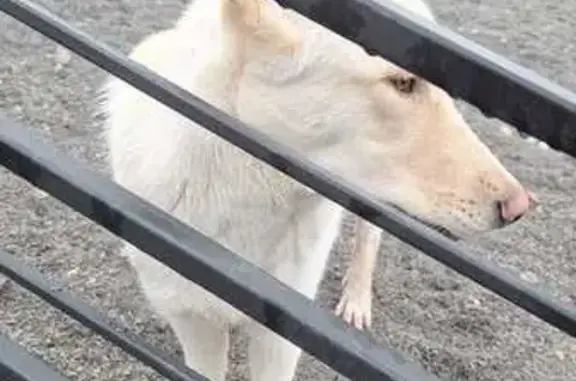Найдена собака, Москва, фото: Собака найдена у дома 14, ул. Флотская