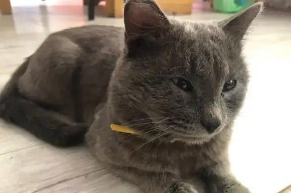 Пропала кошка, Первомайский, Свердл. обл.